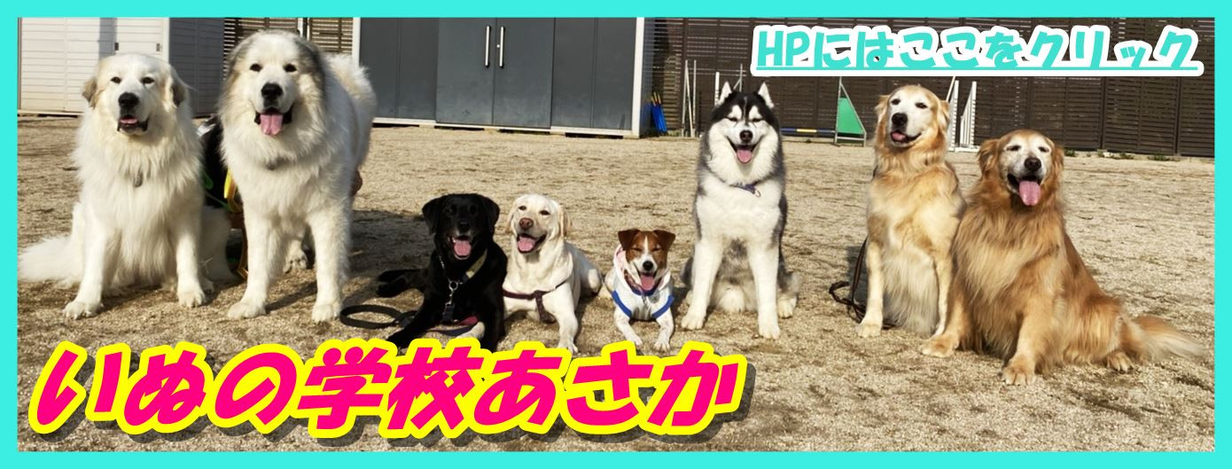 大阪から全国へ。あなたは愛犬と楽しんでいますか？愛犬ともっと仲良くなりたいなら、大阪府堺市にあるドッグトレーニングスクール『いぬの学校あさか』へ。オンラインレッスン始めました。