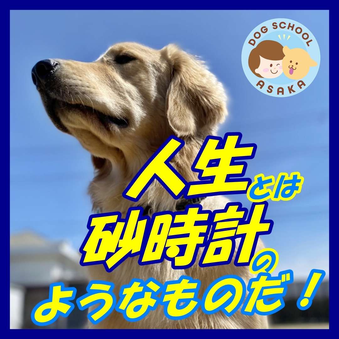 大阪堺市でドッグトレーナーを探しているなら、実績豊富な『いぬの学校あさか』をご相談を。地域に慕われて２０年！！