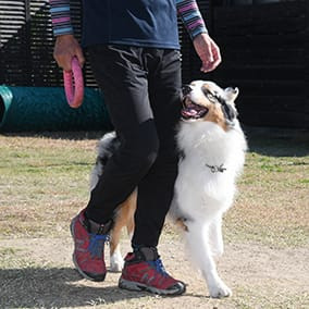 愛犬のしつけを確実に定着できる方法。大阪堺で飼い主さんに寄り添いドッグトレーニングするならいぬの学校あさか